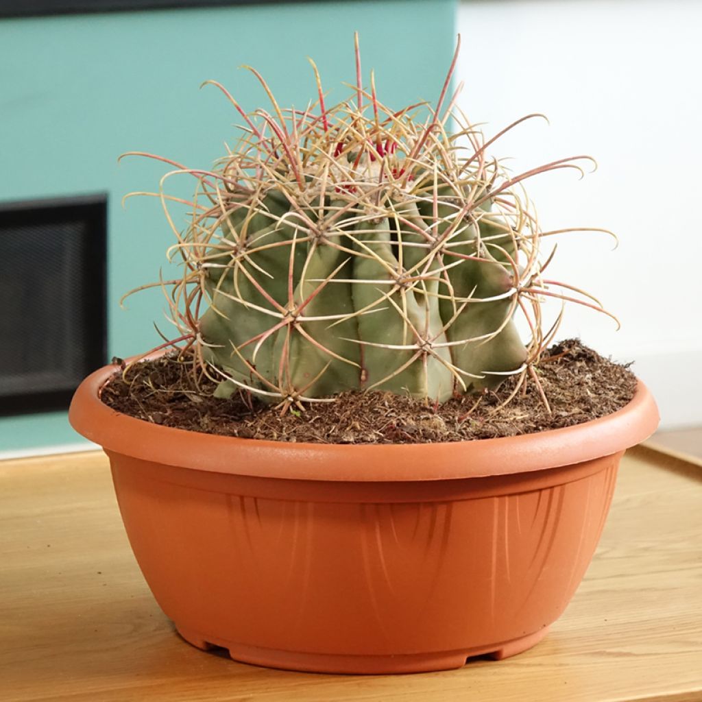 Ferocactus emoryi - Red barrel cactus