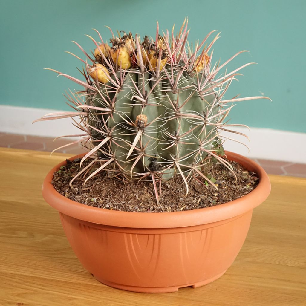 Ferocactus gracilis subsp. coloratus - Barrel cactus