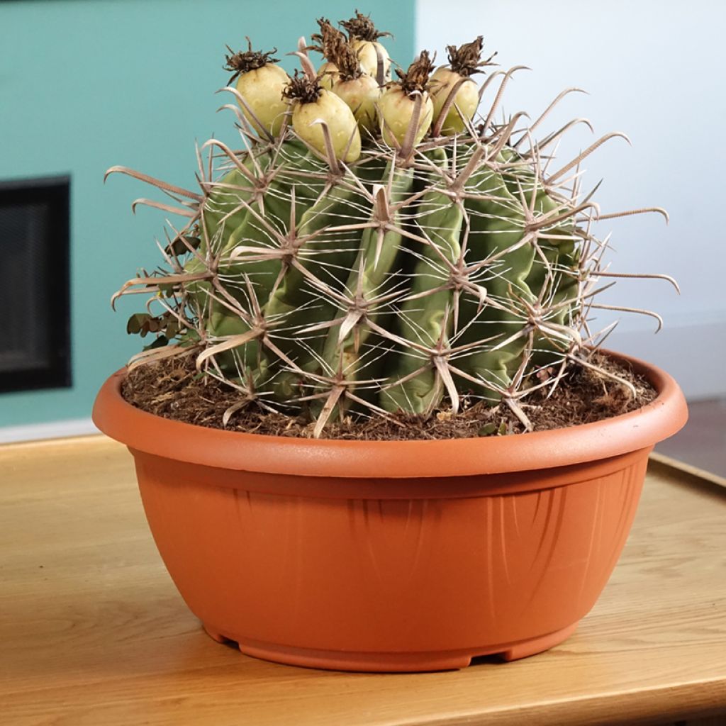Ferocactus horridus - Barrel cactus
