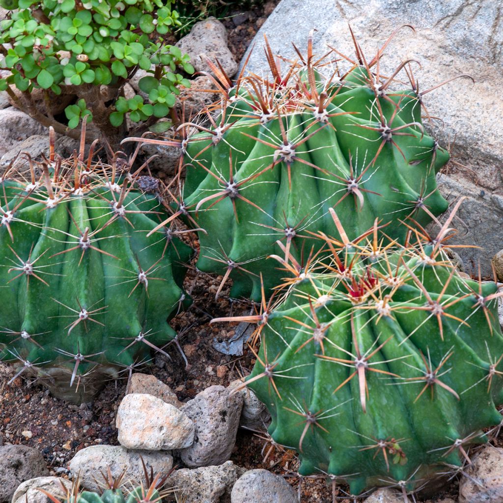 Ferocactus latispinus  - Devil's tongue barrel cactus