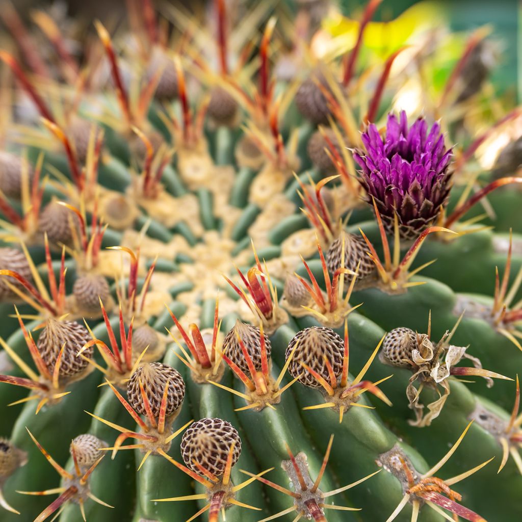 Ferocactus latispinus  - Devil's tongue barrel cactus