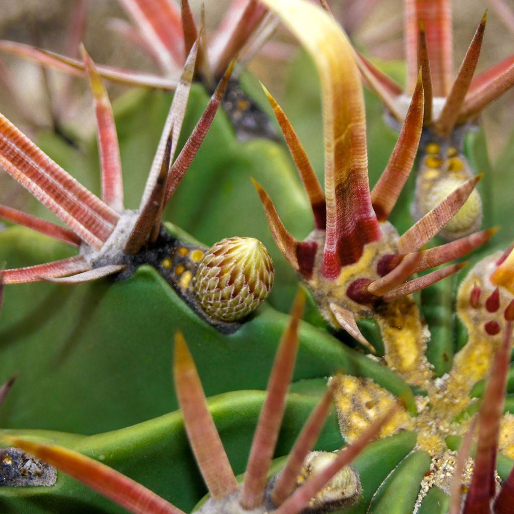 Ferocactus latispinus  - Devil's tongue barrel cactus