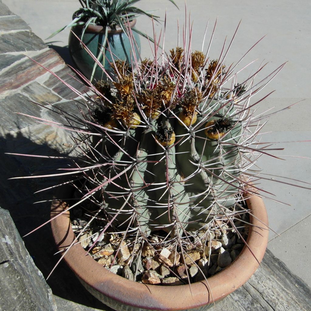 Ferocactus emoryi subsp. rectispinus - Barrel cactus