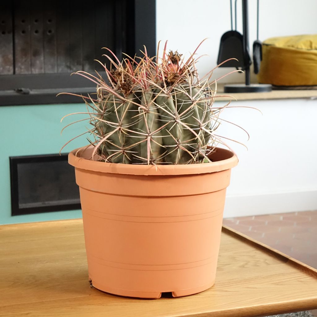Ferocactus emoryi subsp. rectispinus - Barrel cactus