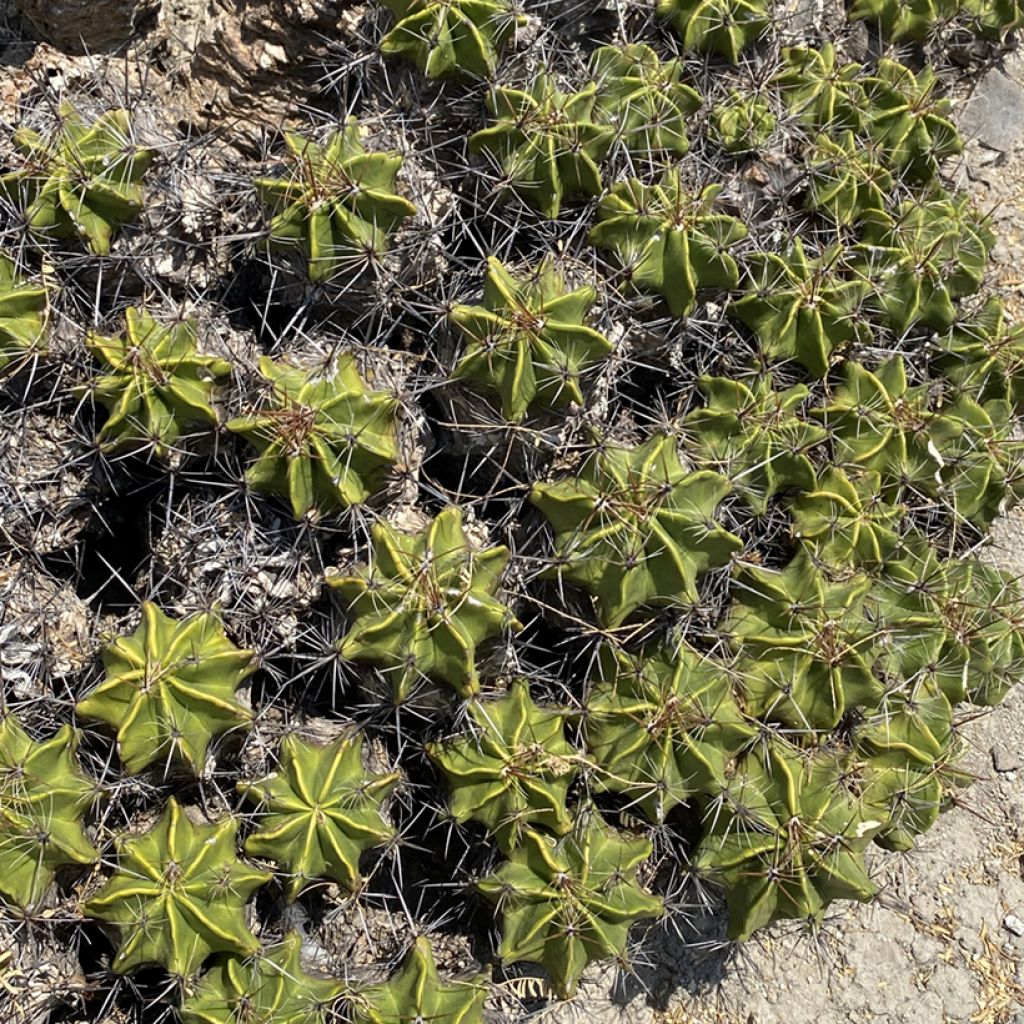 Ferocactus robustus - Barrel cactus