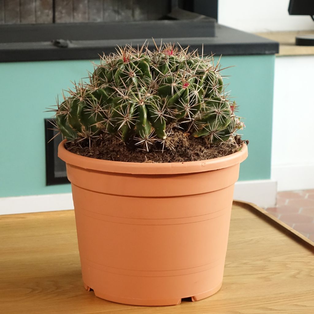 Ferocactus robustus - Barrel cactus