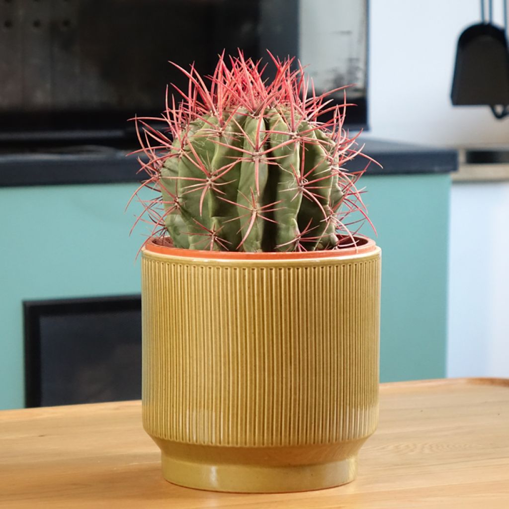 Ferocactus stainesii - Mexican fire barrel cactus