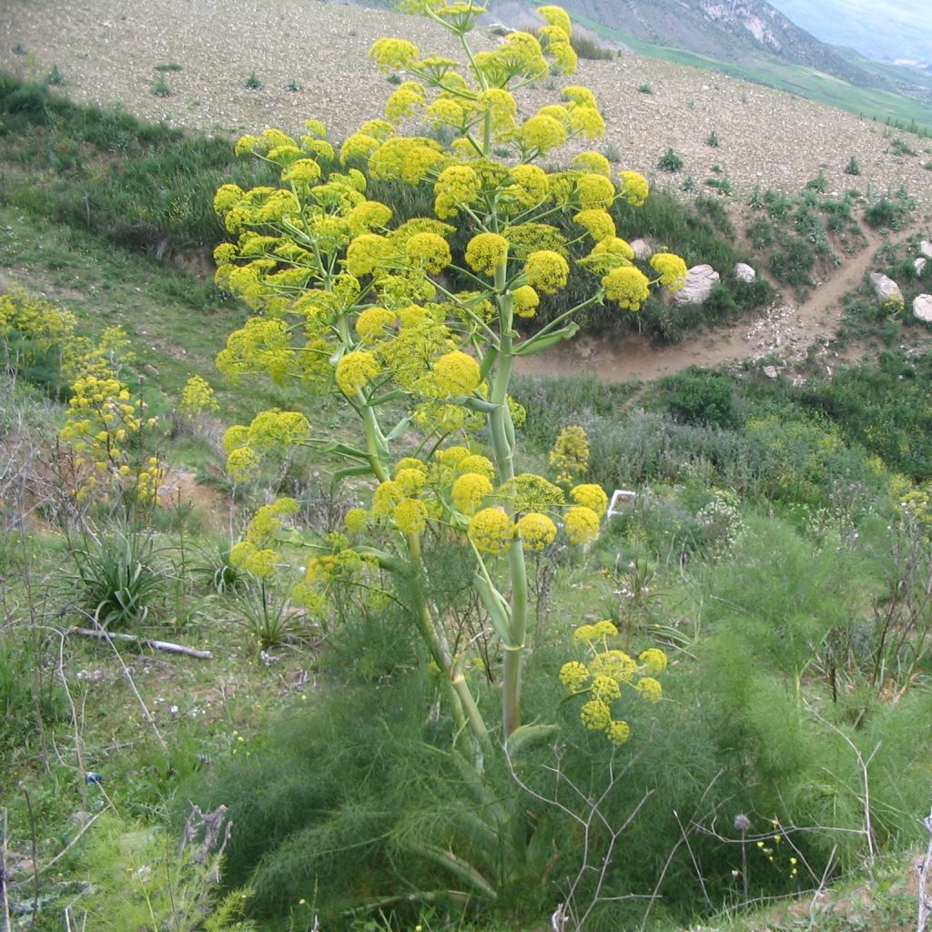 Ferula communis - Giant Fennel
