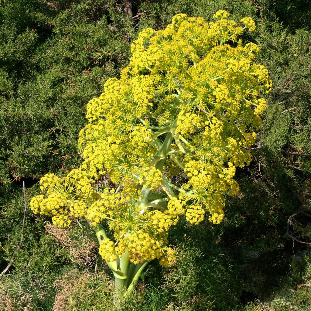 Ferula communis - Giant Fennel