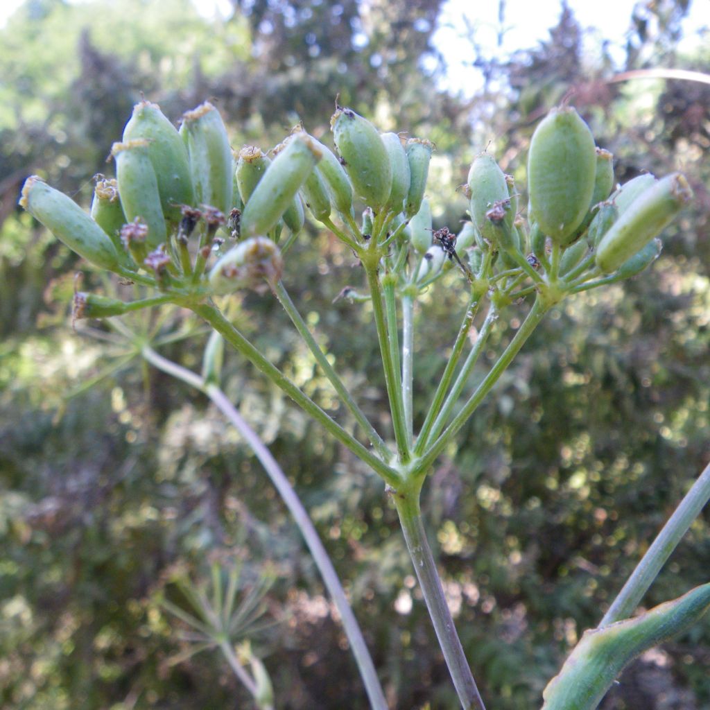 Ferula communis - Giant Fennel
