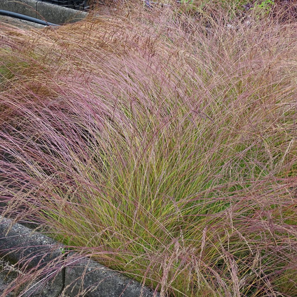 Festuca amethystina