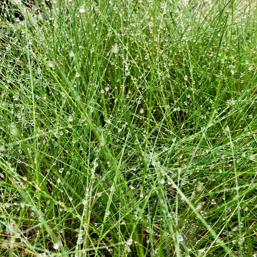 Festuca amethystina