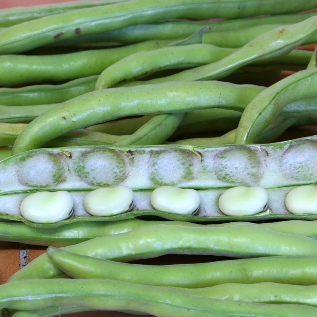 Broad Bean Driemaal Wit Listra