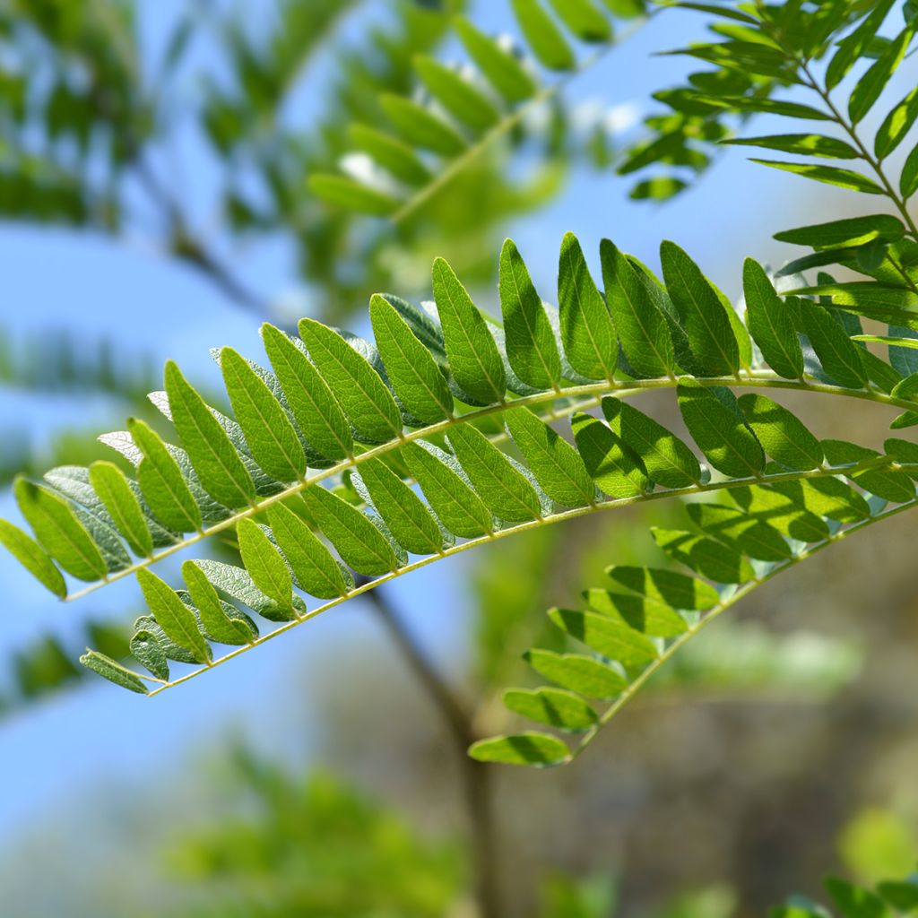 Gleditsia triacanthos f.inermis Sunburst - Honeylocust