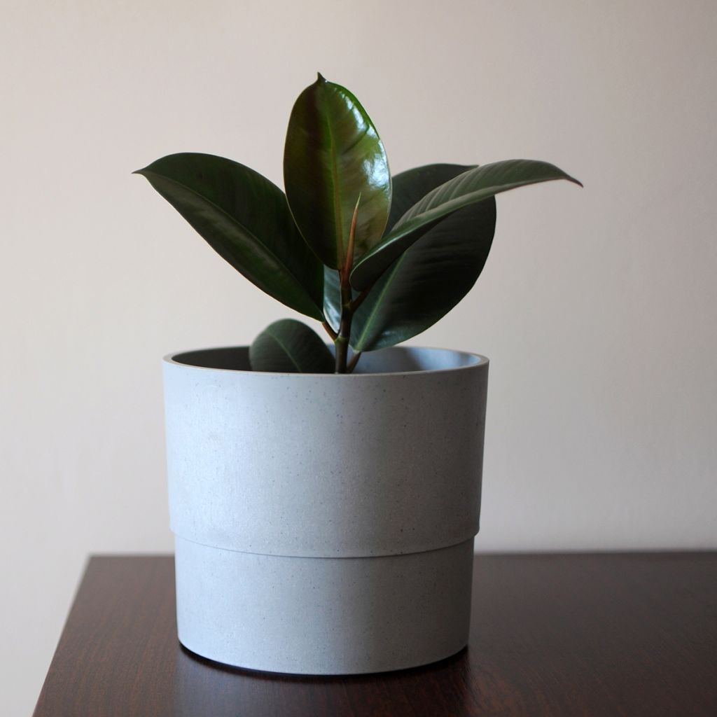 Ficus elastica Burgundy - Rubber plant