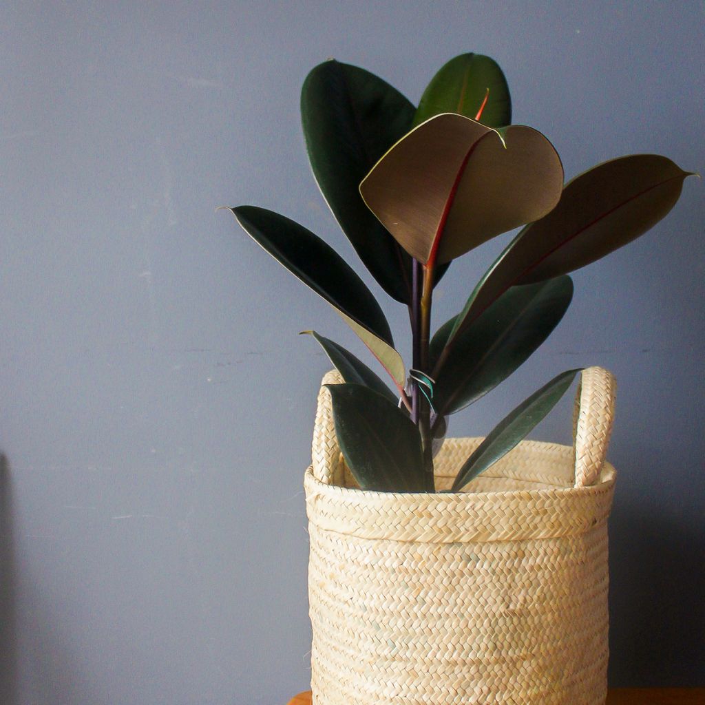 Ficus elastica Burgundy - Rubber plant