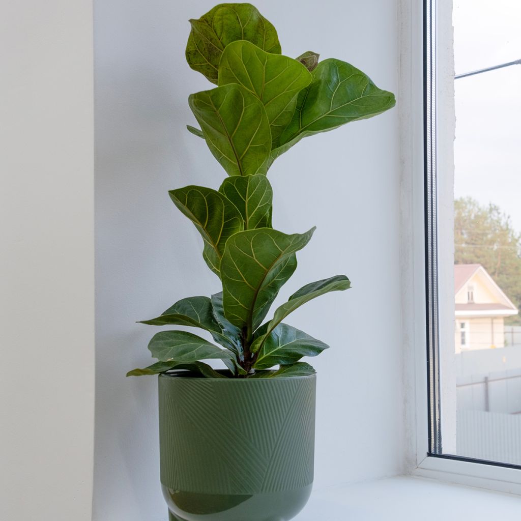 Ficus lyrata Bambino Tibaco - Dwarf fiddle-lea