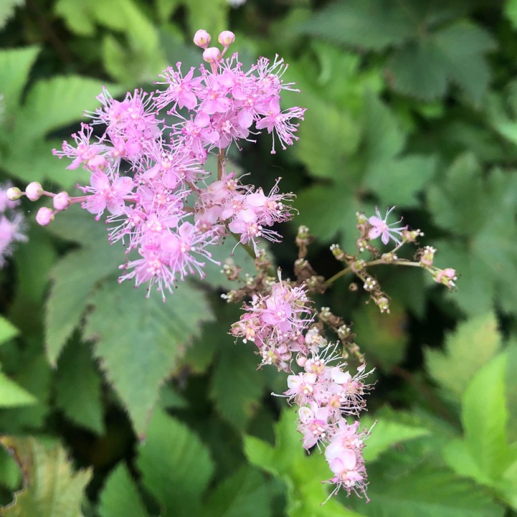 Filipendula palmata Nana