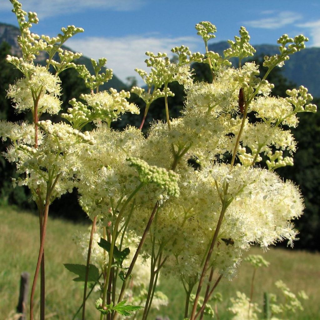 Filipendula ulmaria