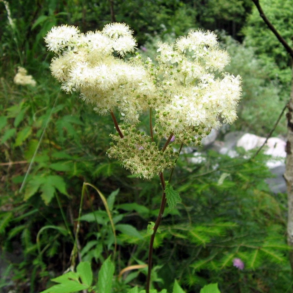 Filipendula ulmaria