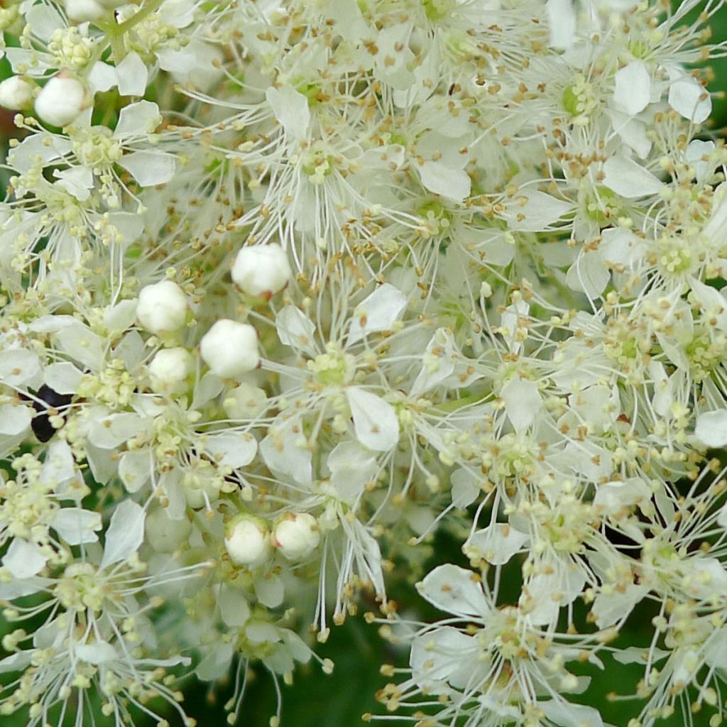 Filipendula ulmaria Aurea