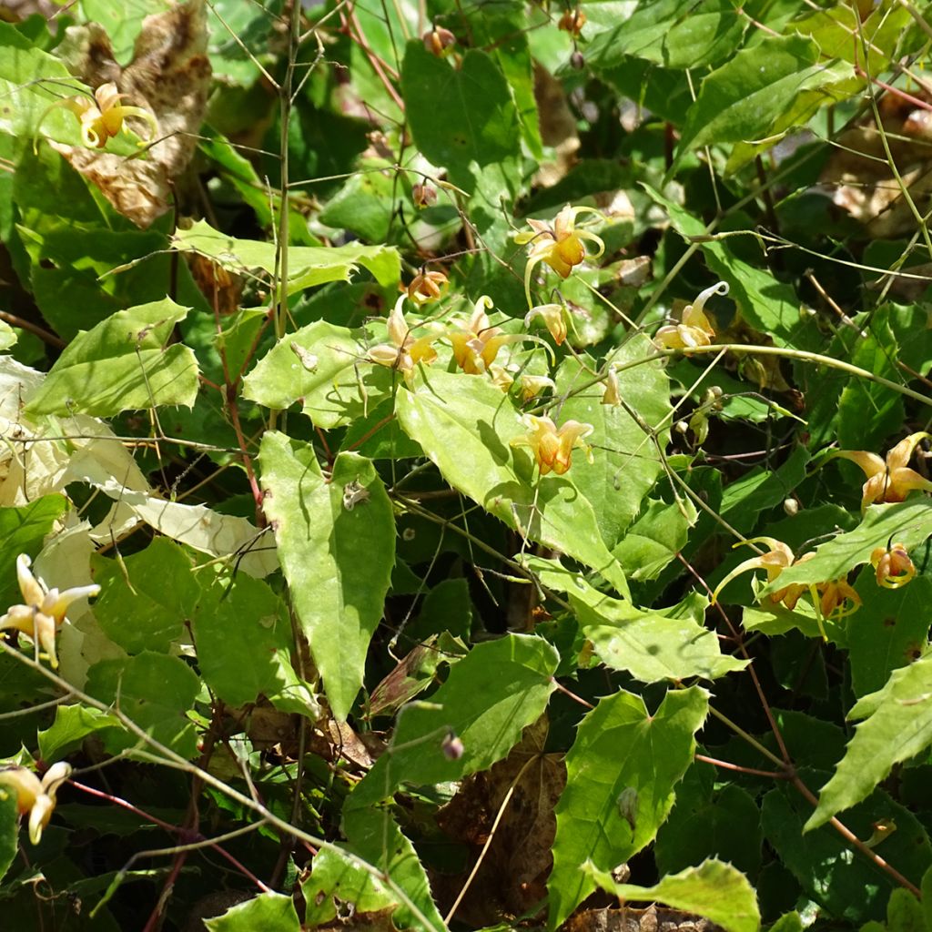 Epimedium Amber Queen - Barrenwort