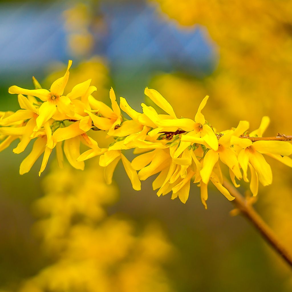 Forsythia intermedia Marée dOr