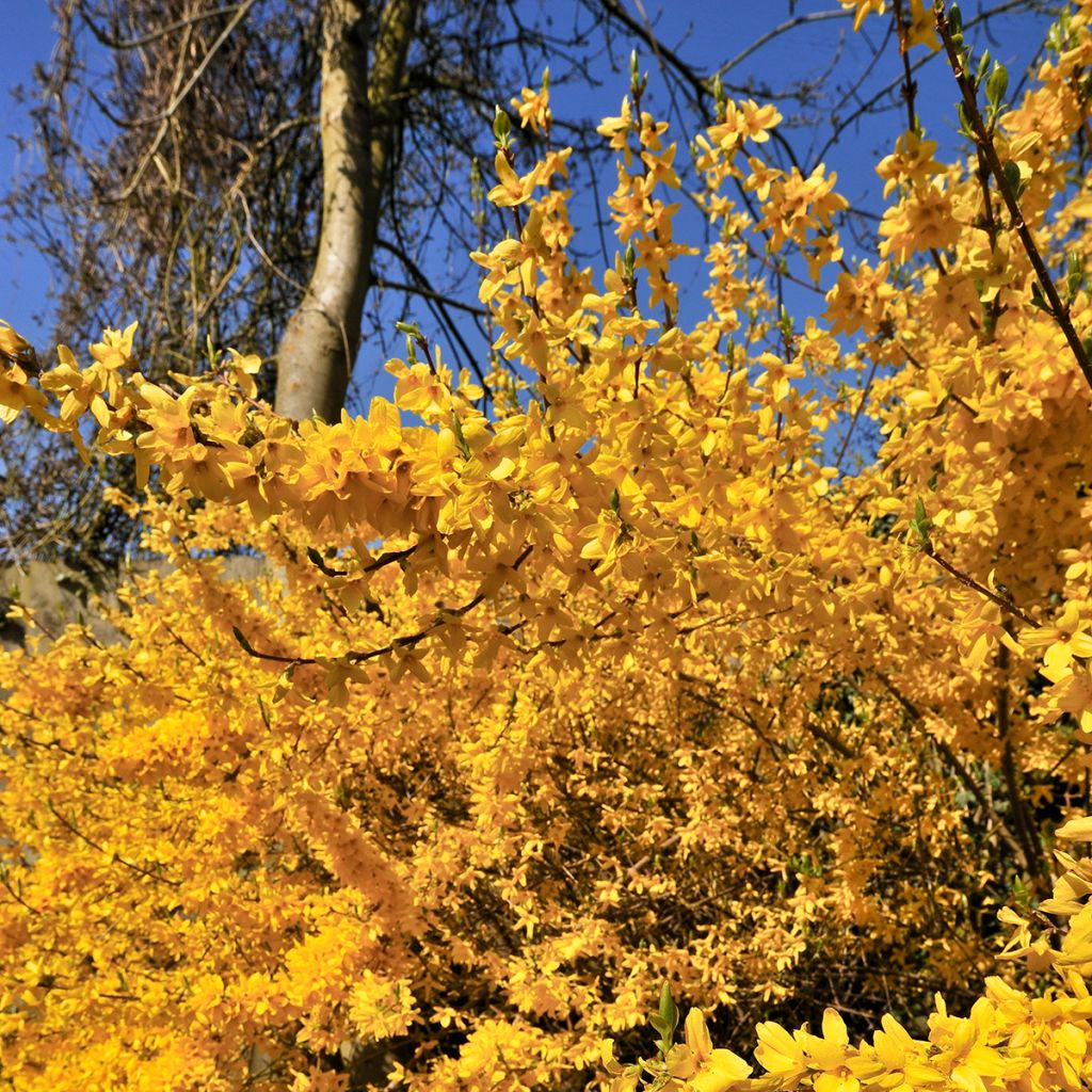 Forsythia intermedia Lynwood