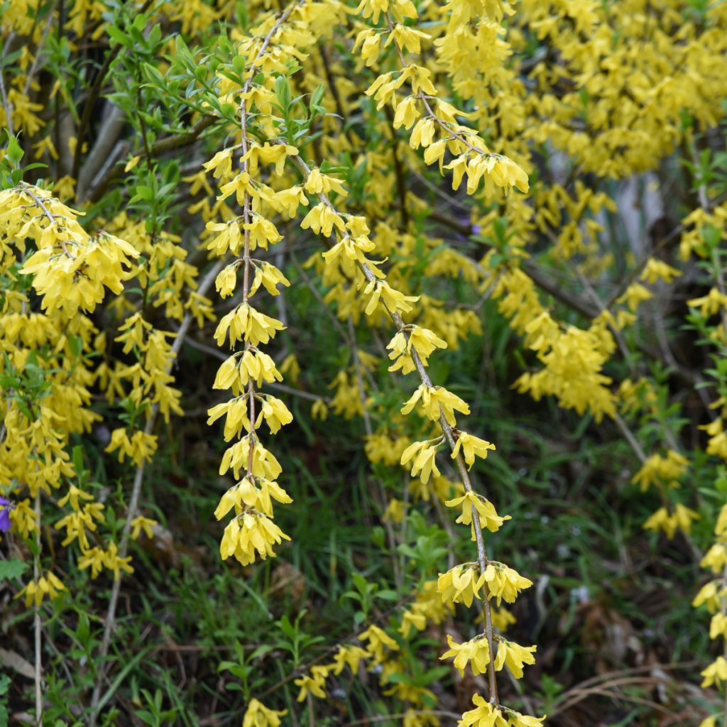 Forsythia suspensa Aurea - Weeping Forsythia