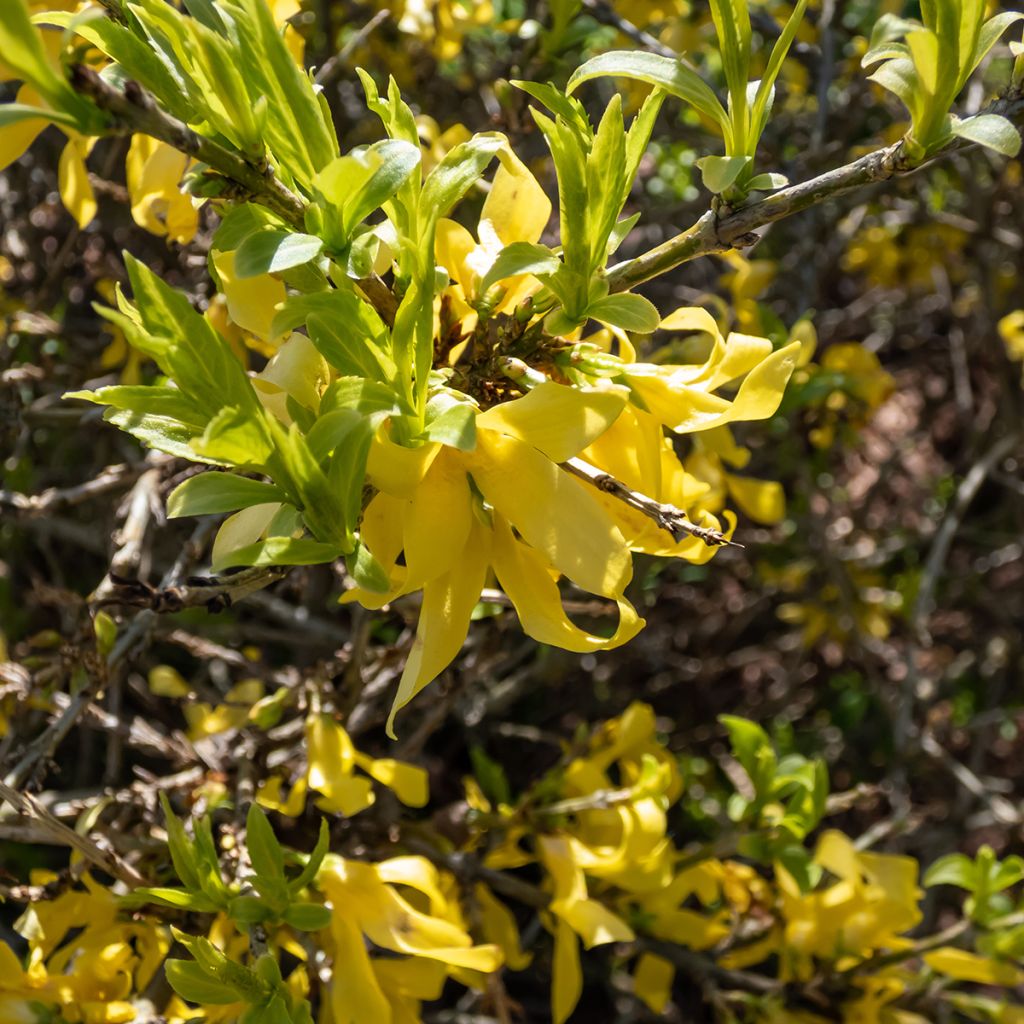Forsythia suspensa Aurea - Weeping Forsythia
