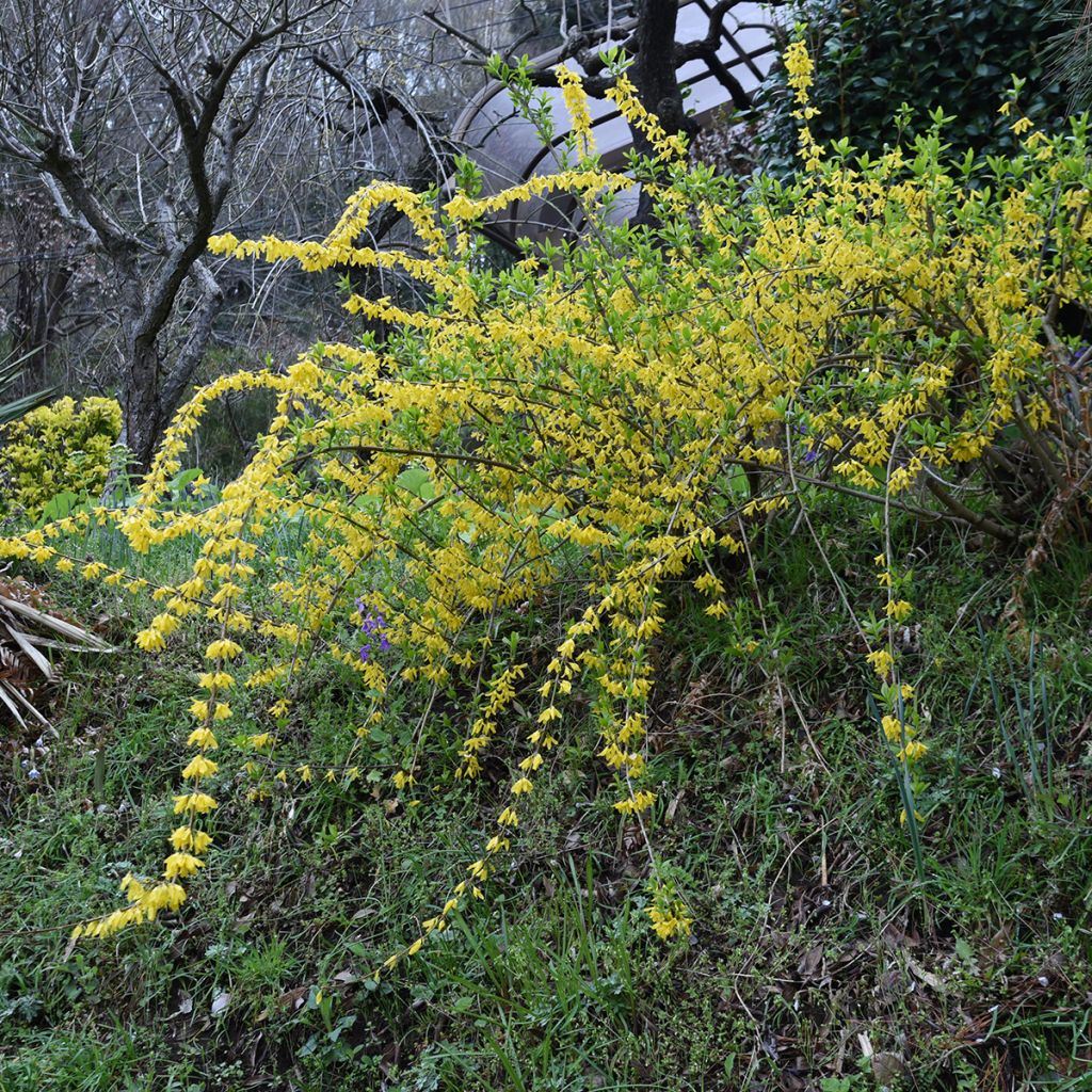 Forsythia suspensa Aurea - Weeping Forsythia