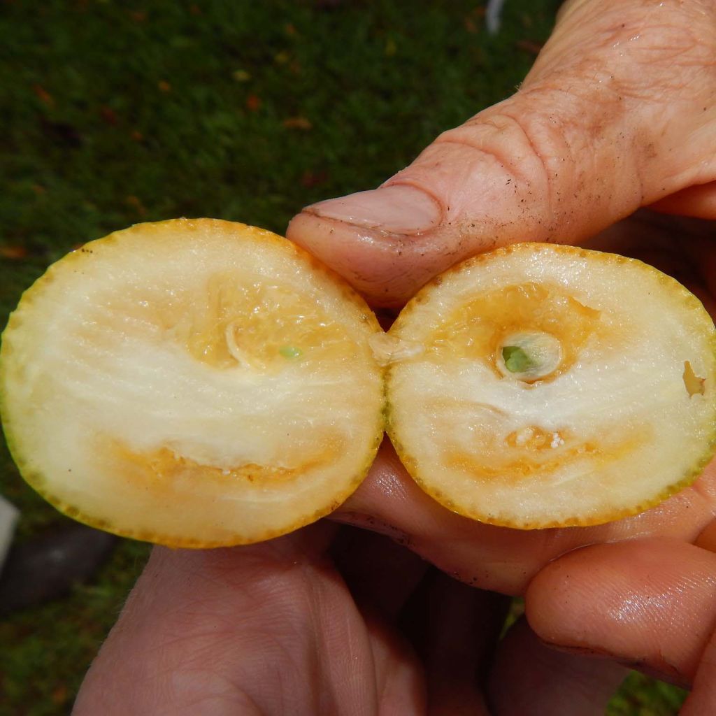 Marumi Kumquat - Fortunella japonica