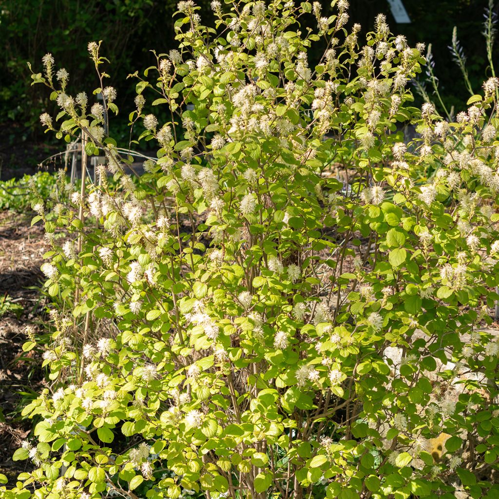 Fothergilla gardenii