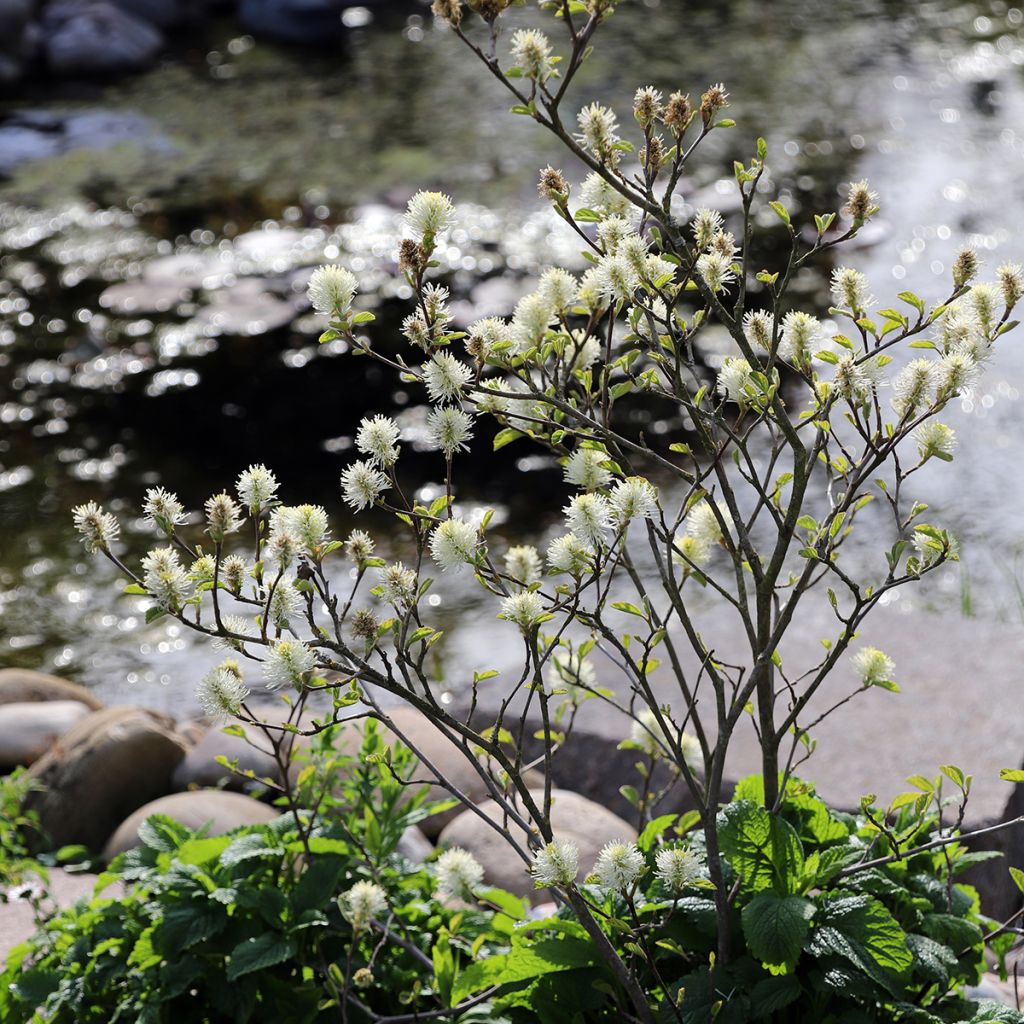 Fothergilla major