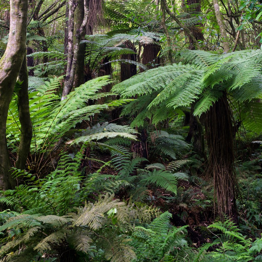 Dicksonia fibrosa - New Zealand Tree Fern