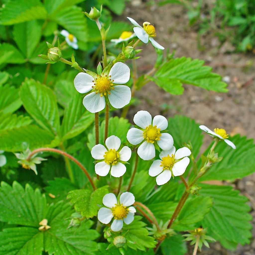 Wild strawberry - Fragaria vesca