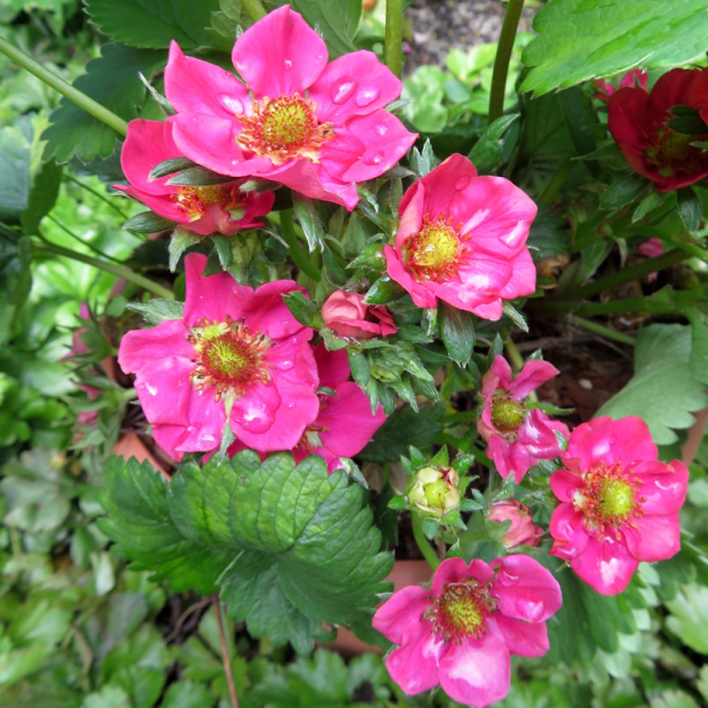 Fragaria Strawberry Ice