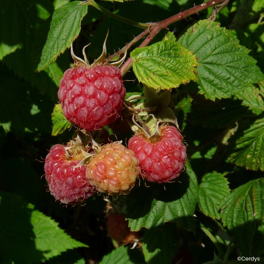 Raspberry Lulu la Sucrée - Rubus idaeus