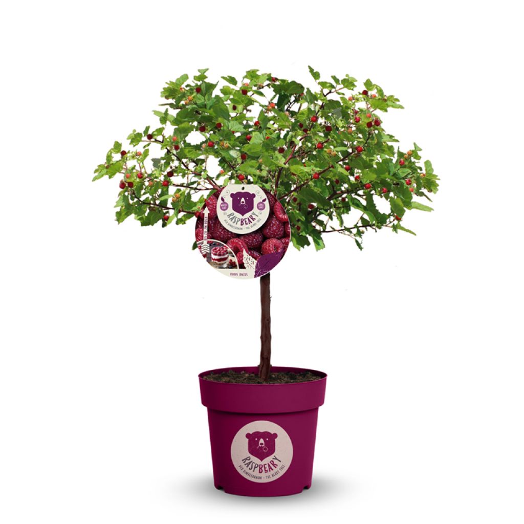 Rubus idaeus Raspbeary - Raspberry