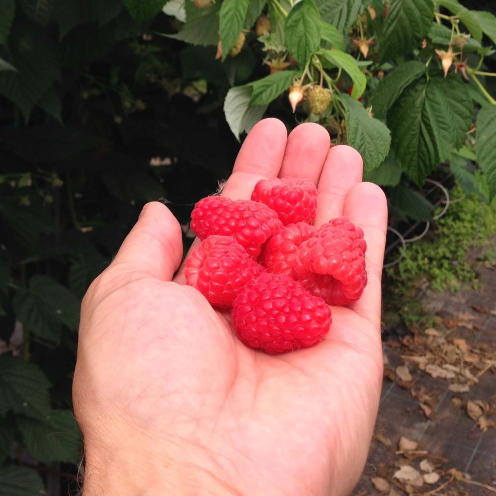 Rubus idaeus Paris - Raspberry