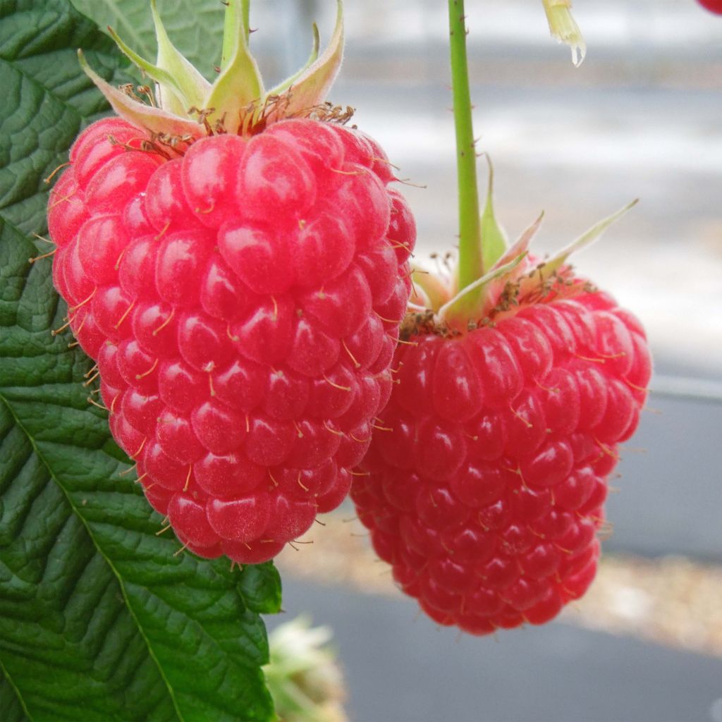 Rubus idaeus Paris - Raspberry