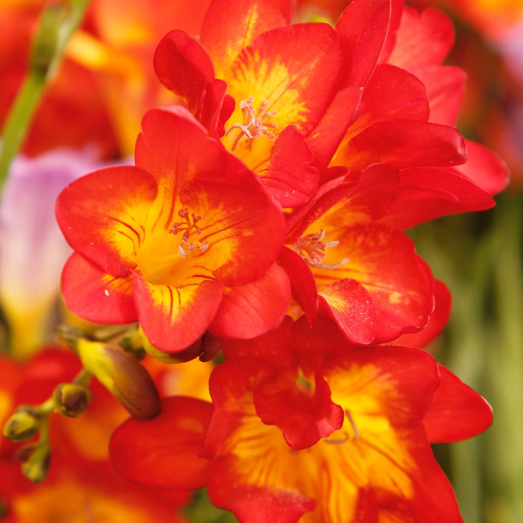 Freesia Single Red