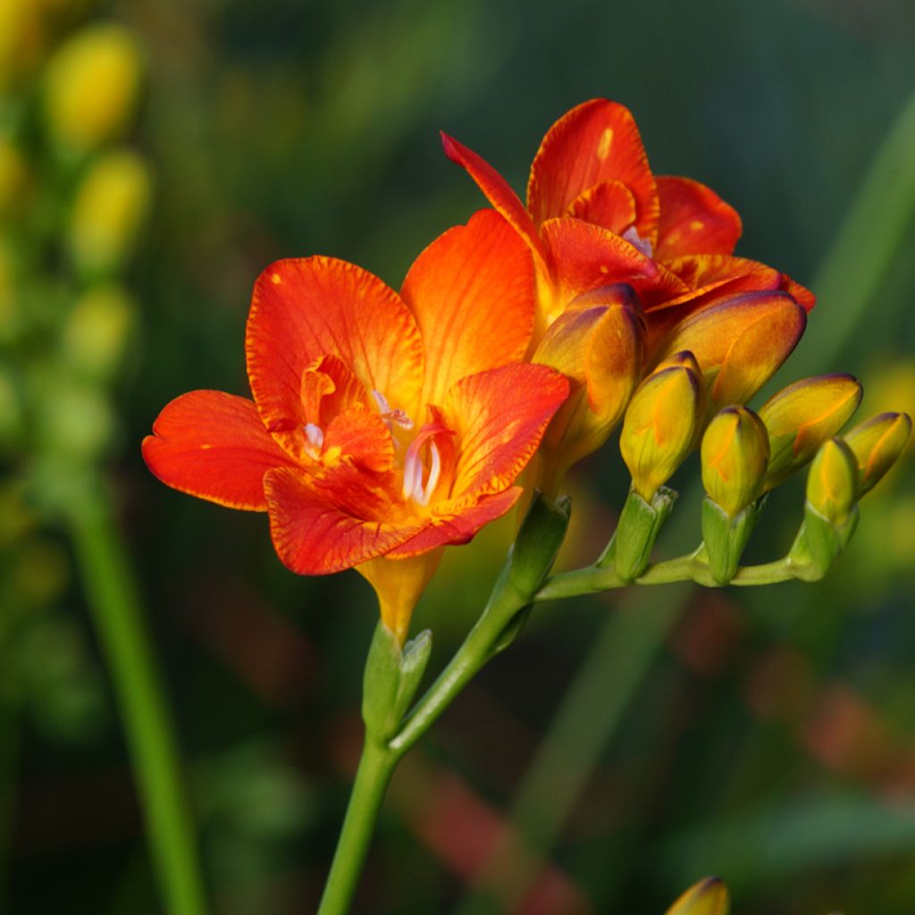 Freesia Single Red