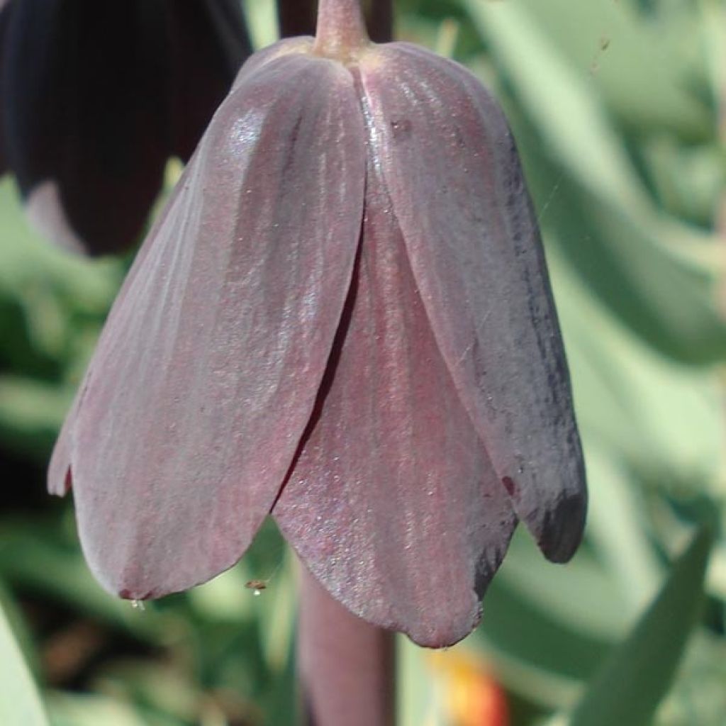 Fritillaria persica Adiyaman