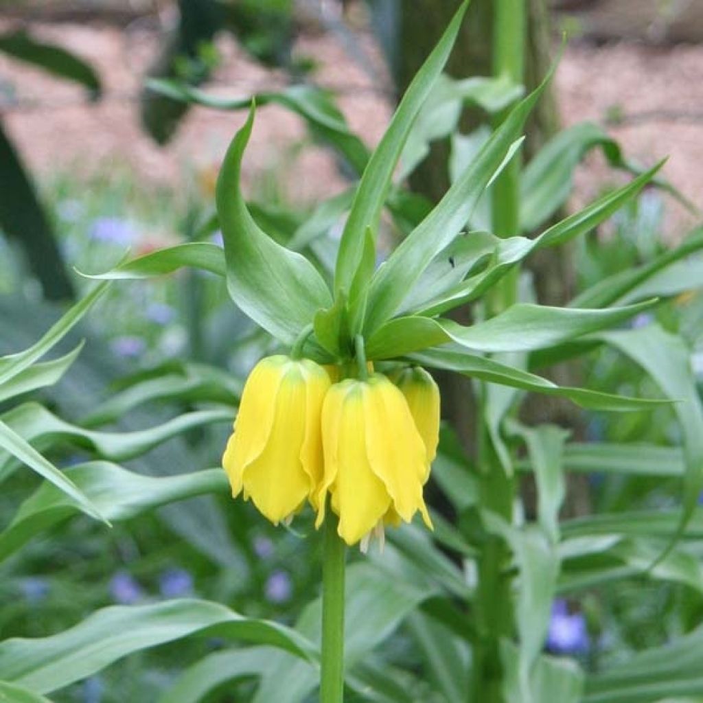 Fritillaria imperialis Lutea