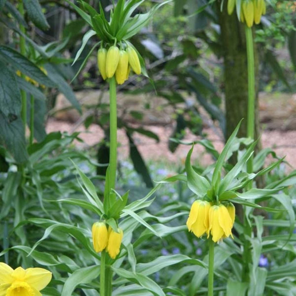 Fritillaria imperialis Lutea