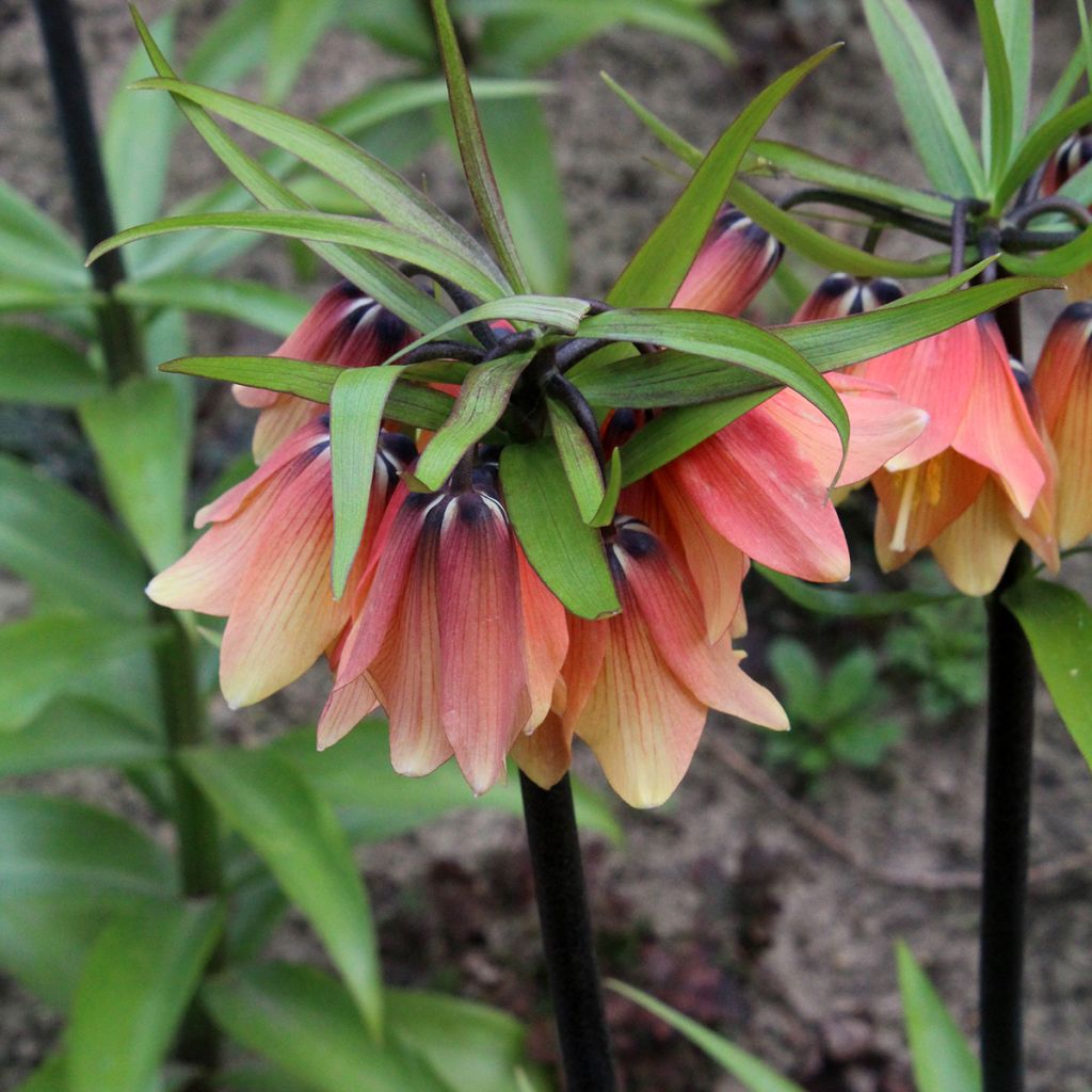 Fritillaria imperialis Orange Beauty