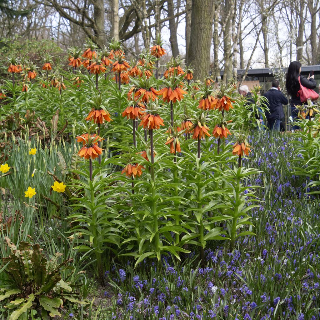 Fritillaria imperialis Orange Beauty