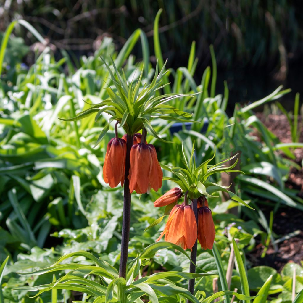 Fritillaria imperialis Rubra