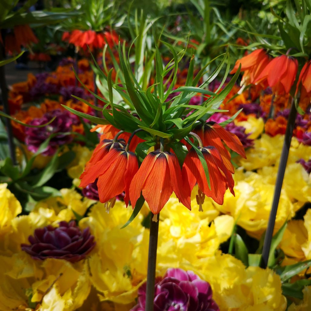 Fritillaria imperialis Rubra